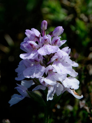 admire a few orchids..