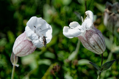 campion on the cliff
