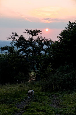sunset with sheep