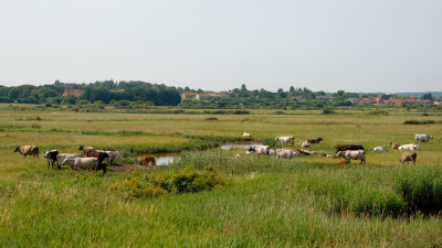 Burnham marshes