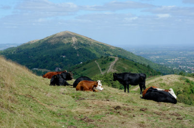 cows with altitude