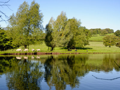 lake with sheep