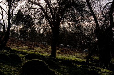 sheltered sheep