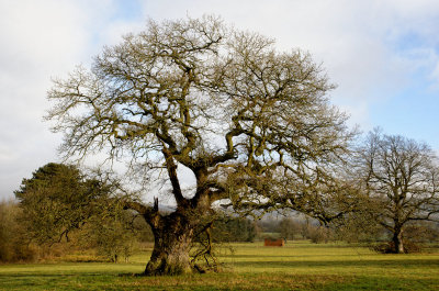 an old oak