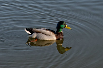 idling duck