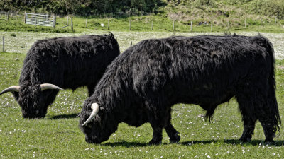 Black bulls
