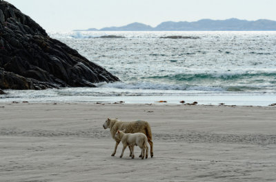 you sometimes have to share this beach