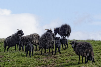 Ardalanish Hebridean Black sheep