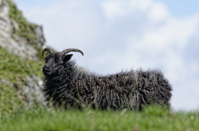 Hebridean Black ewe
