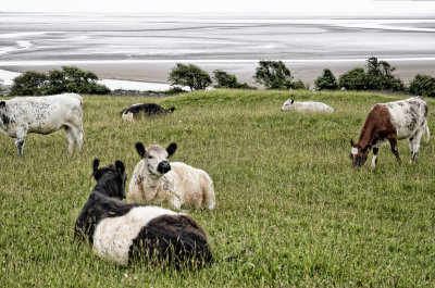 cattle by Morecambe bay