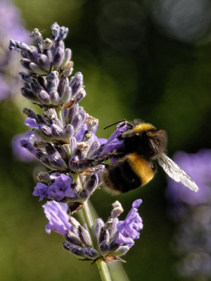 bee in lavender