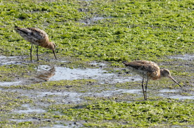 Godwits, suspected Black-tailed juveniles