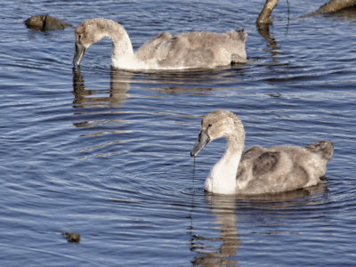 learning how to swan around