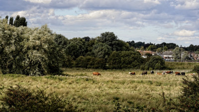 Woodbridge water meadows