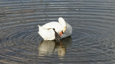 swan preening