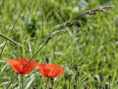 late poppies