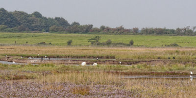 the birds preening or skulking on the marsh