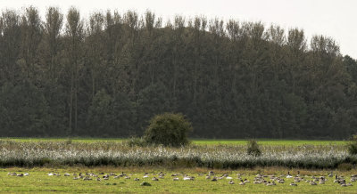 field full of geese