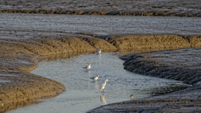 low tide detail with little egret