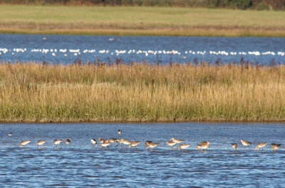 Dunlins on parade