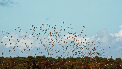 the Dunlins take to the air 