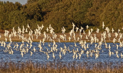 the Godwits take to the air 