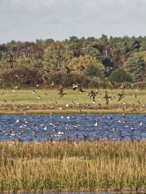 Ducks' turn