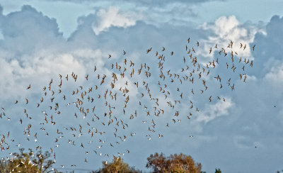 more Dunlins