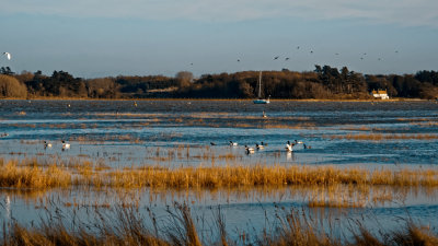 more birds