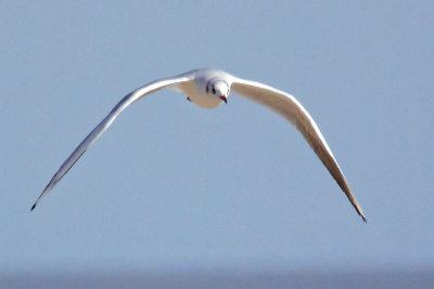 gull wing