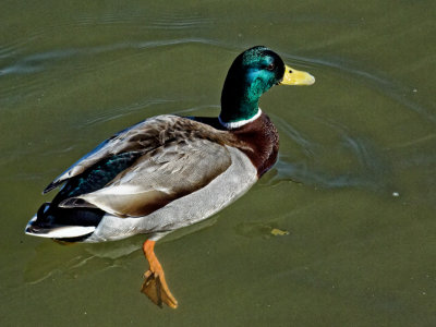 floating duck - just