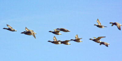 Brent Goose fly-past
