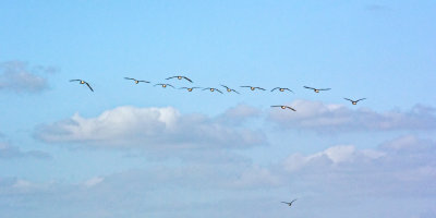 a flight of ducks