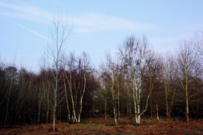 woodland above the river