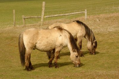 A pair of ponies