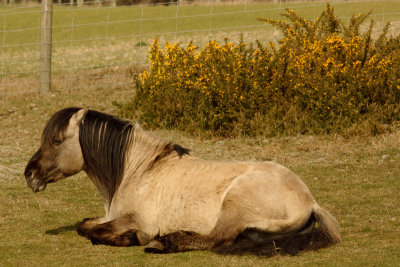 a rest from grazing