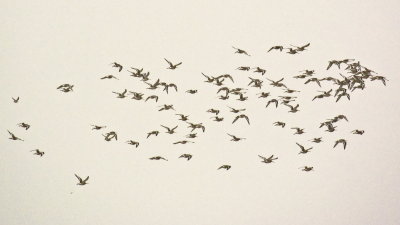A flight of Godwits above the River Blythe