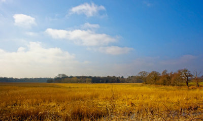 Hen Reedbeds National nature Reserve