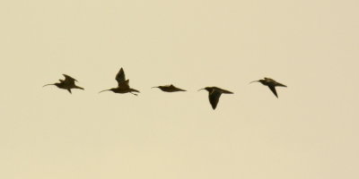 five curlews