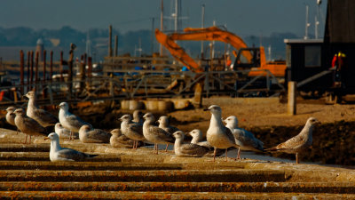 Herring Gull mob, stationary