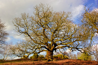 The Great Oak of Newbourne