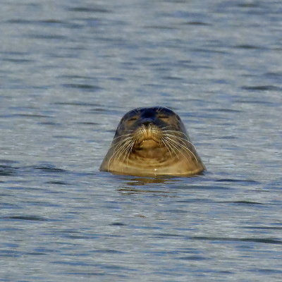 Hemley wildlife parade - 2