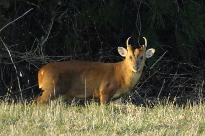 Hemley wildlife parade - 4