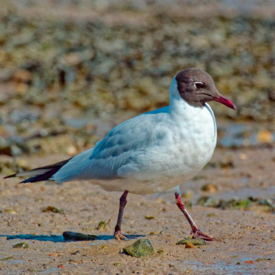 Black headed gull