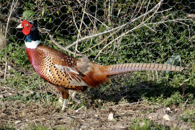 Pheasant decoy