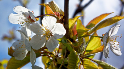 cherry blossom