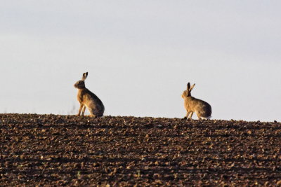 …the exhibitionists lined up on the skyline