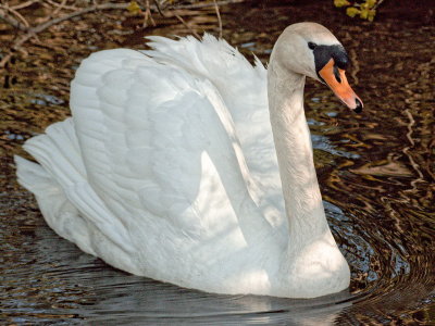 swan variations - 2