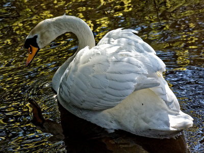 Swan variations - 3