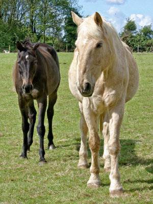 Hemley horses